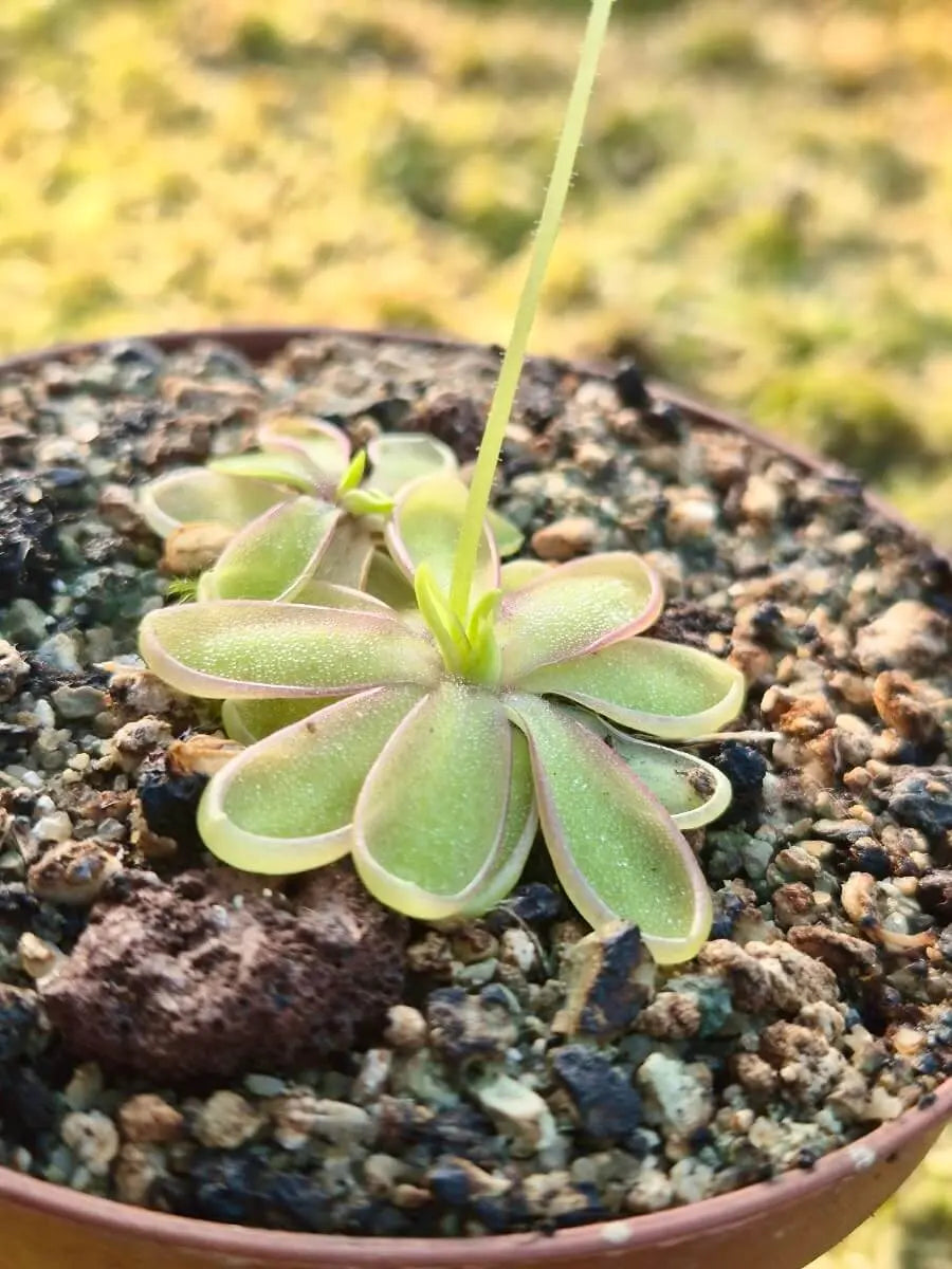 Pinguicula emarginata white flower rosette de feuilles