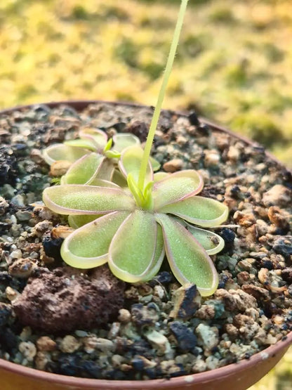 Pinguicula emarginata white flower rosette de feuilles