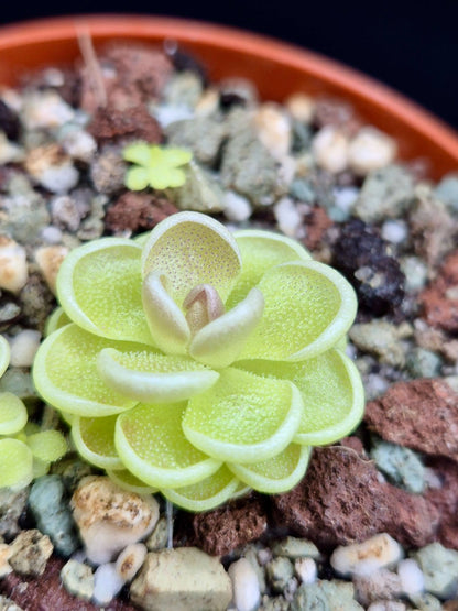 Pinguicula esseriana, détail de la rosette et des feuilles collantes