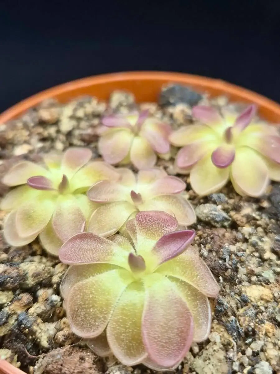 Pinguicula moranensis "Kirkbright" gros plan sur les feuilles