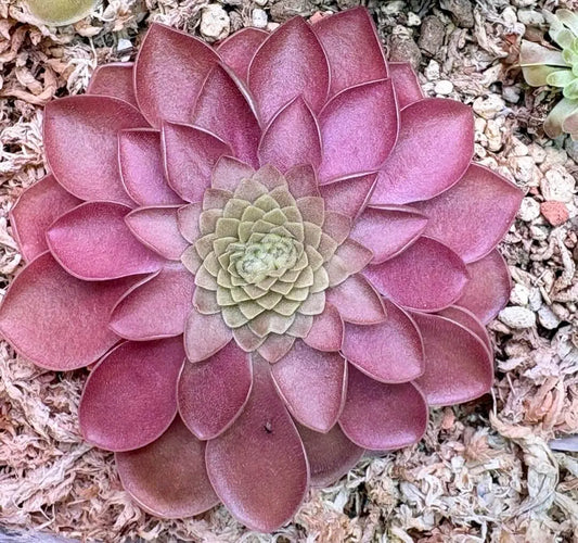 Pinguicula moranensis "Kirkbright" rosette de feuilles collantes