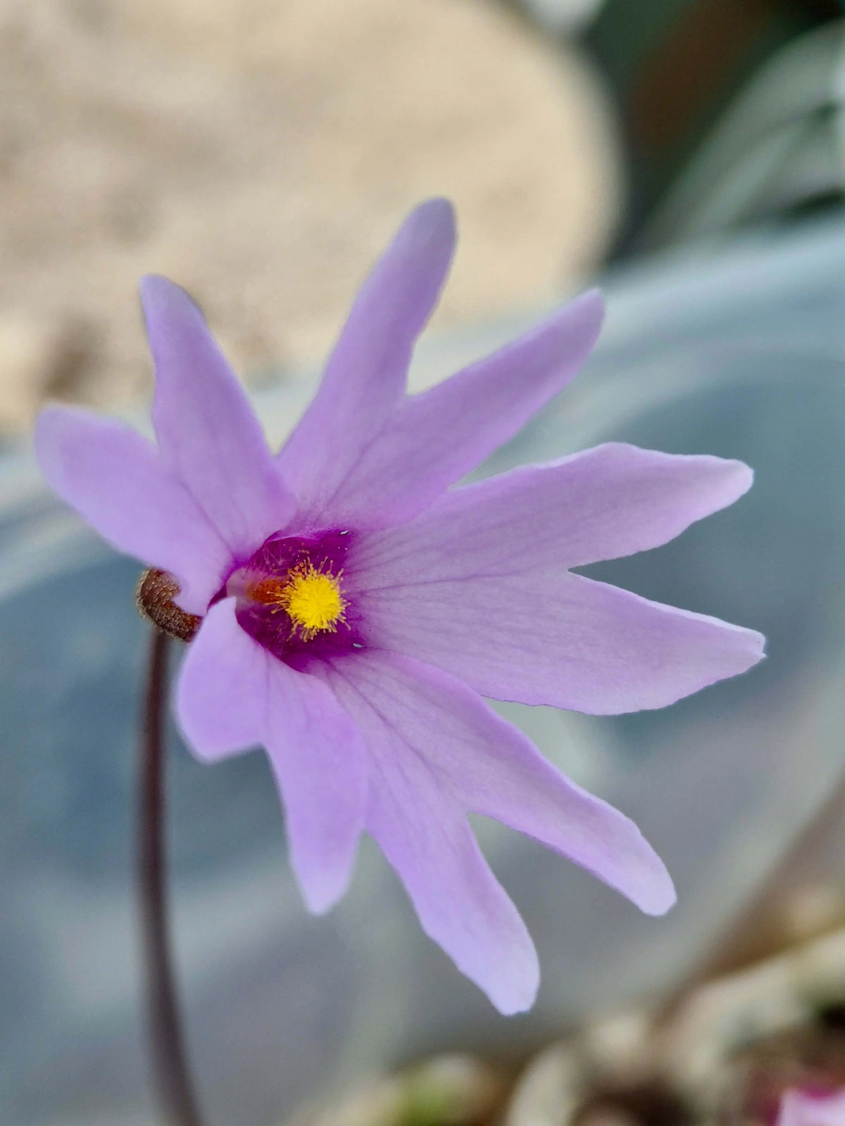 Pinguicula planifolia feuilles rouge profond