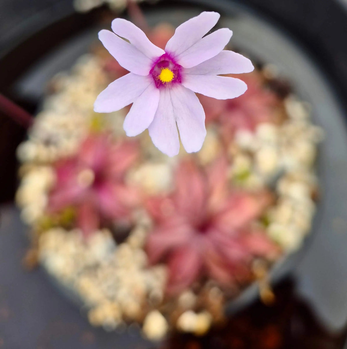 Pinguicula planifolia à la pépinière Carnivore de Sologne