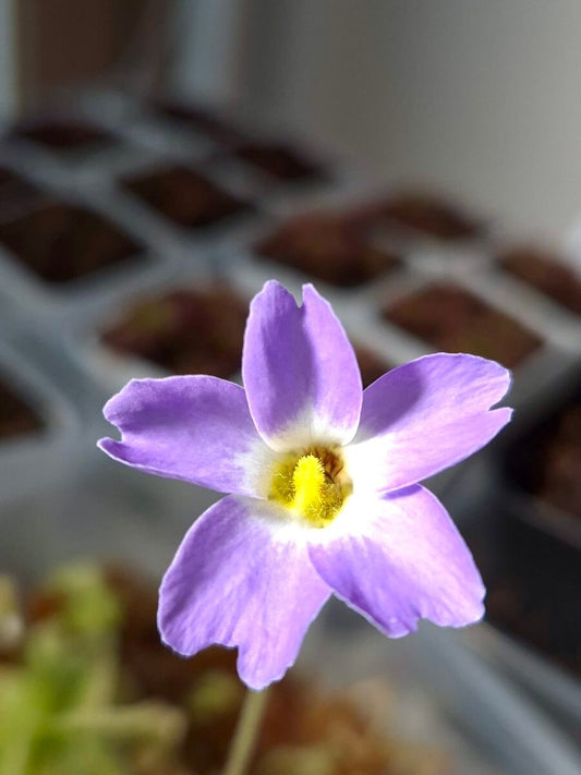Pinguicula primuliflora cultivée en pot, plante carnivore, pépinière Carnivore de Sologne