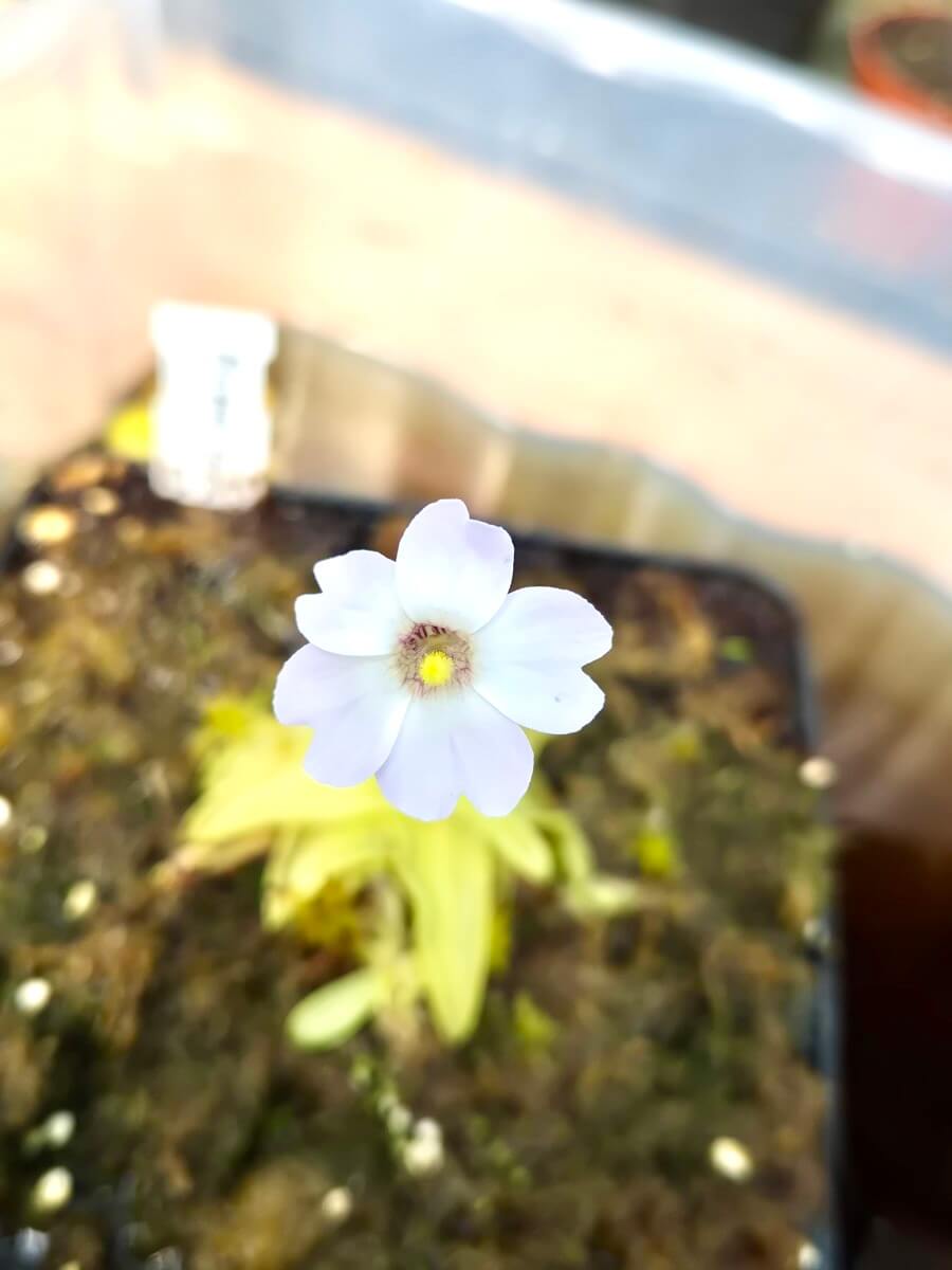 Pinguicula primuliflora White Flower, fleur blanche, plante carnivore