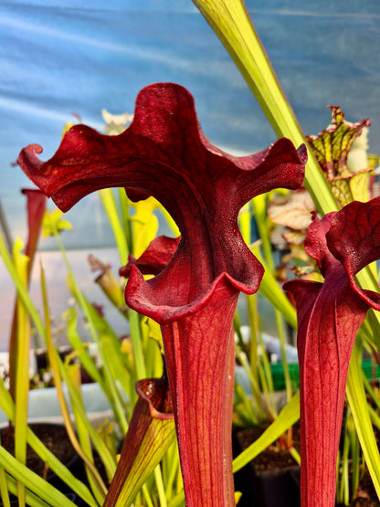 Sarracenia 'Reptilian Rose' urnes opércule rouge ondulé