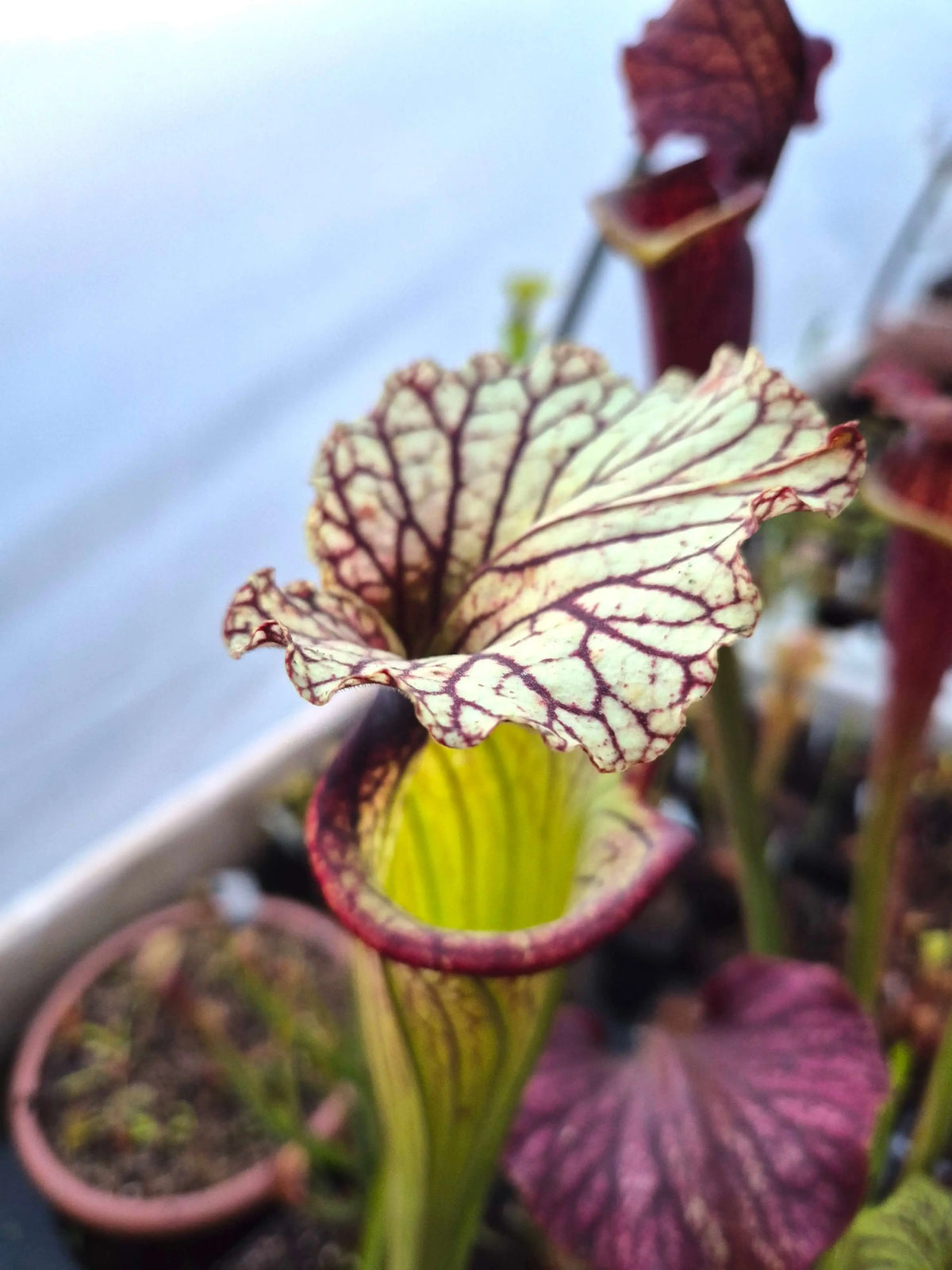 Sarracenia CDS56 gros plan sur les urnes