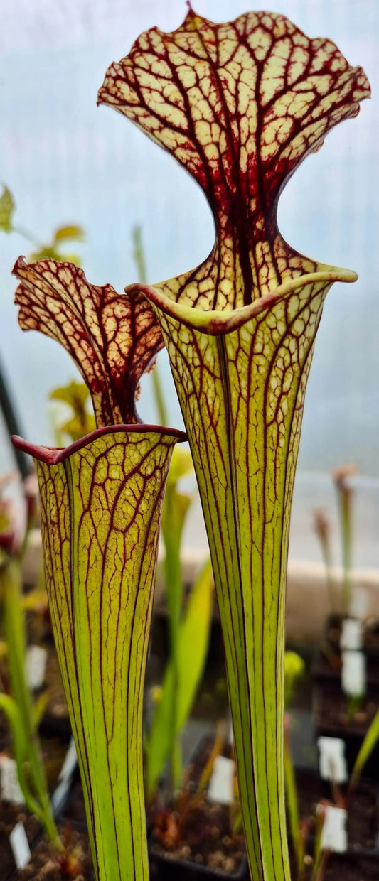 Sarracenia CDS56 urnes