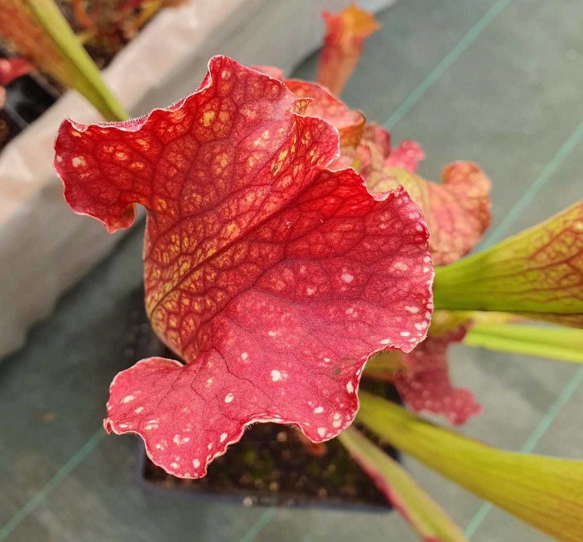 Sarracenia "Velvet" dans son pot