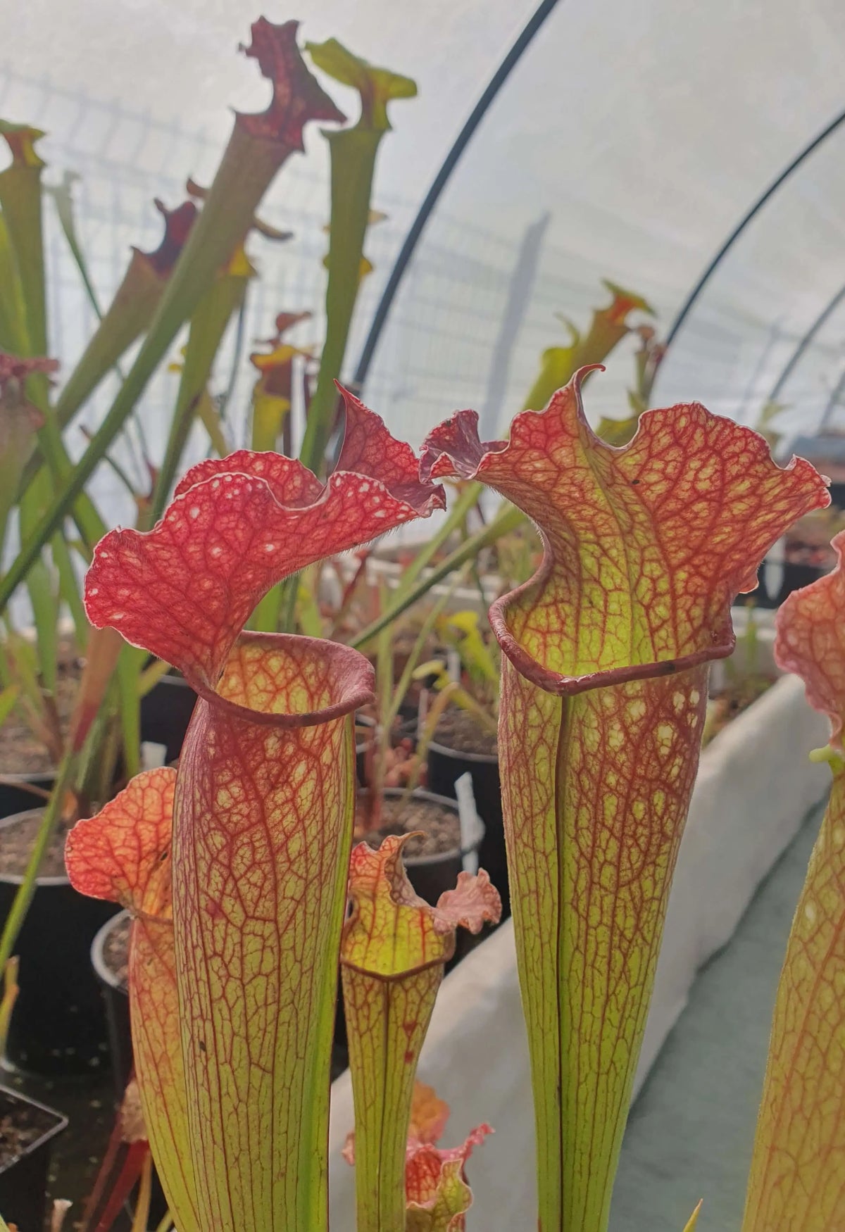 Sarracenia "Velvet" petites urnes nombreuses