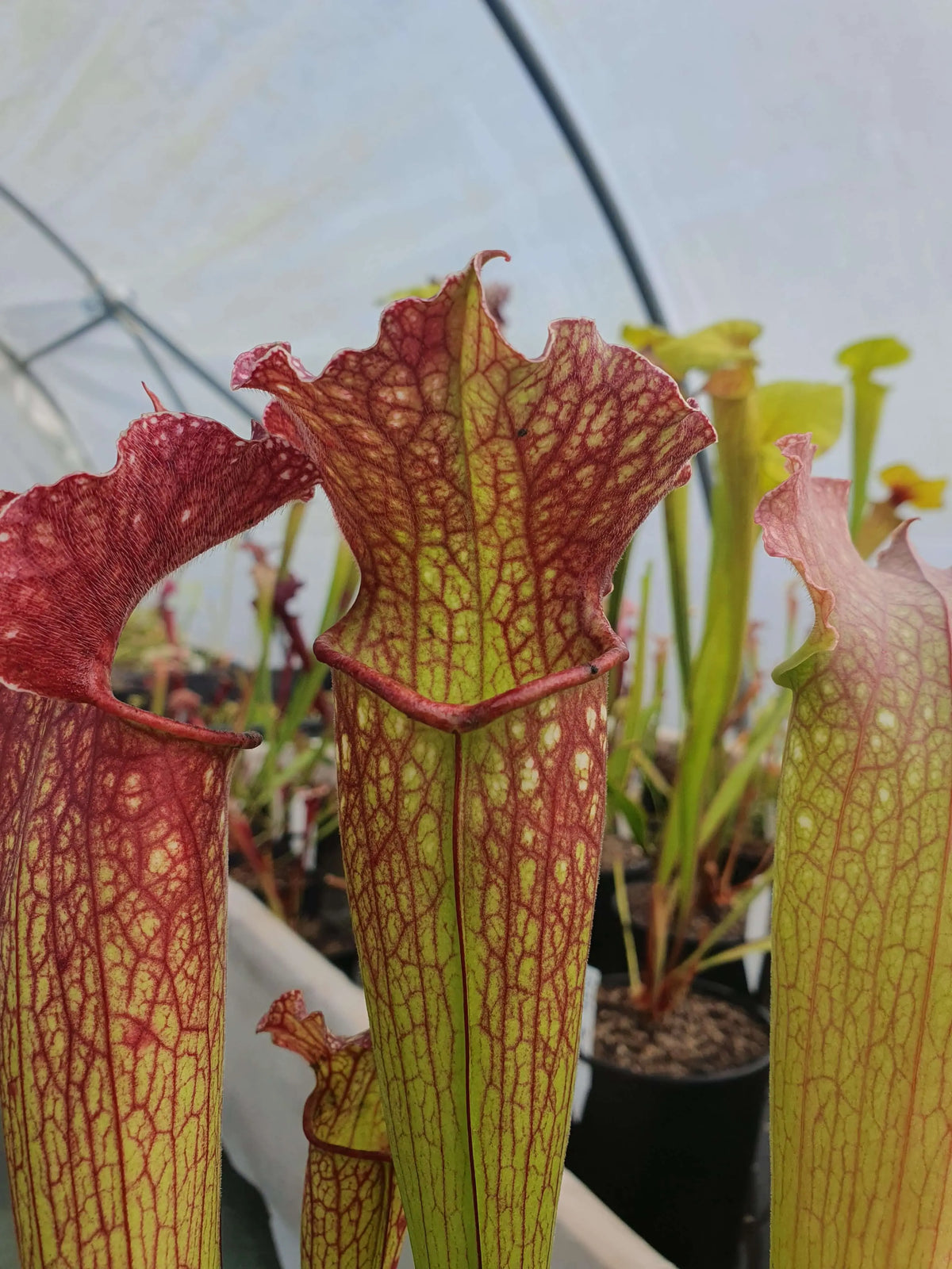 Sarracenia "Velvet" à la pépinière Carnivore de Sologne