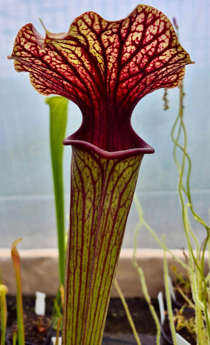 Sarracenia "Amber Veil" AS73 urne teinte ambrée