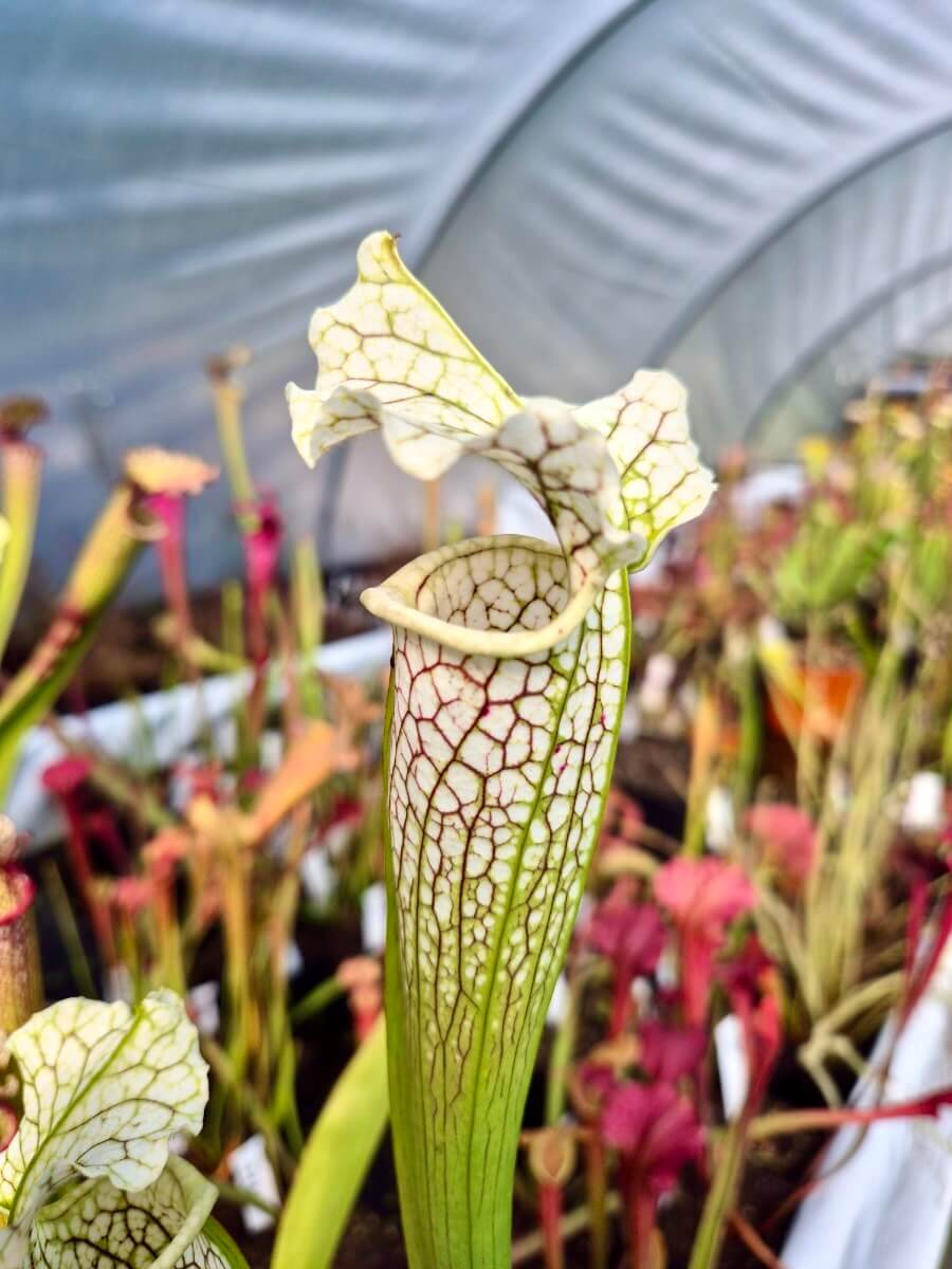 Sarracenia "Asuka No.16" (H231 MK)