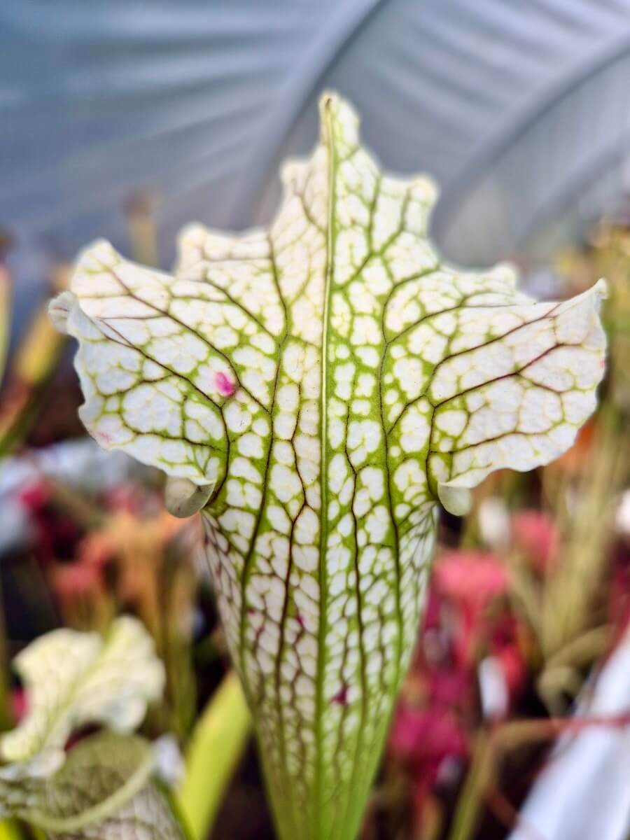 Sarracenia "Asuka No.16" (H231 MK)