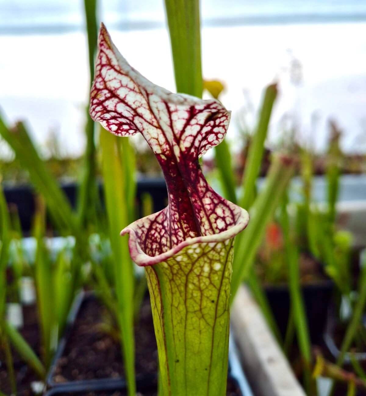 Sarracenia 'Atlas 5' urnes
