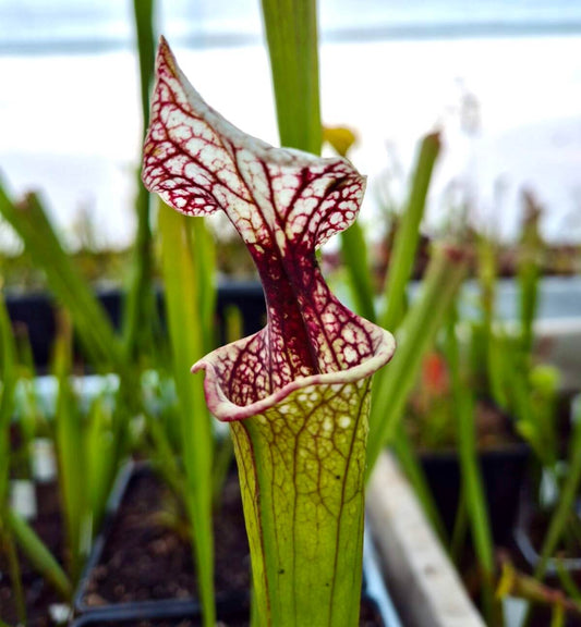 Sarracenia 'Atlas 5' urnes