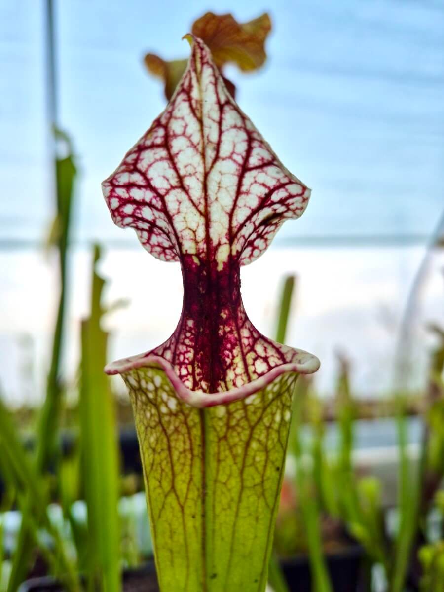 Sarracenia 'Atlas 5' à la pépinière Carnivore de Sologne