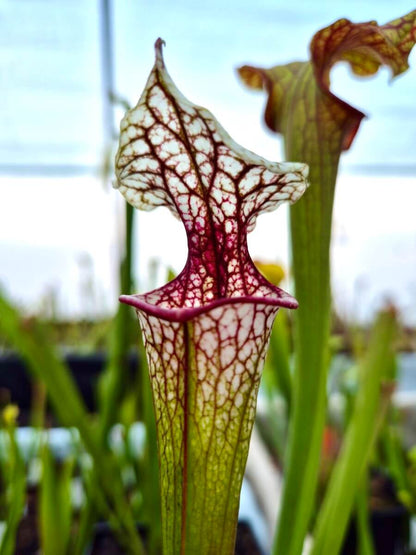 Sarracenia 'Atlas 5' dans son pot