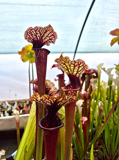 Sarracenia Bleu Blanc Rose AS016, urnes tricolores, Sarracenia signature française