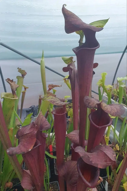 Sarracenia 'Laughing Wizard' à la pépinière Carnivore de Sologne