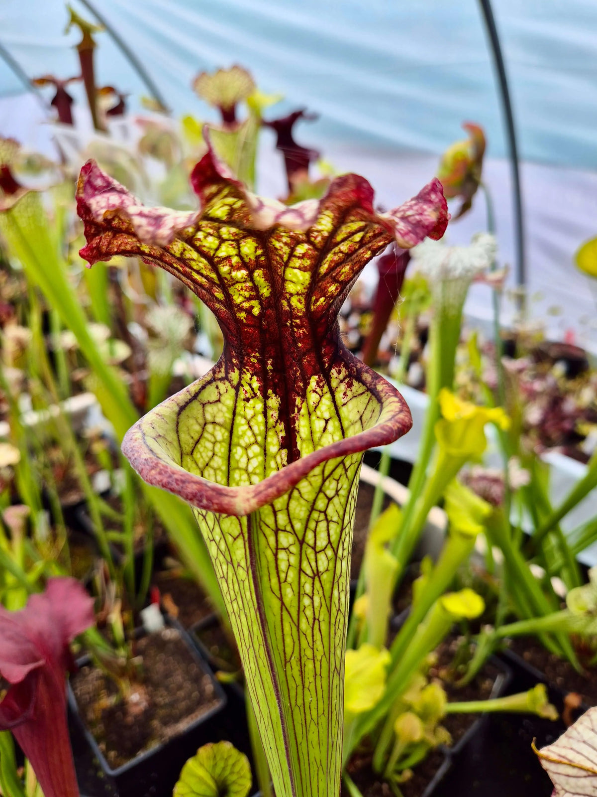 Sarracenia 'Lynda Butt' H10MK dans son pot