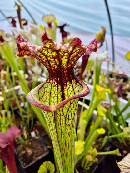 Sarracenia 'Lynda Butt' H10MK dans son pot