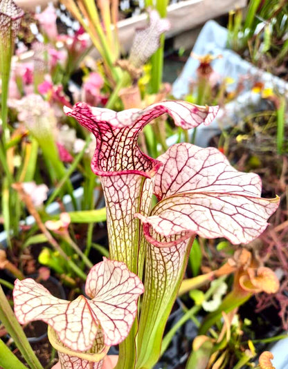 Sarracenia "Vanilla Opal" CDS29 gros plan sur l'urne