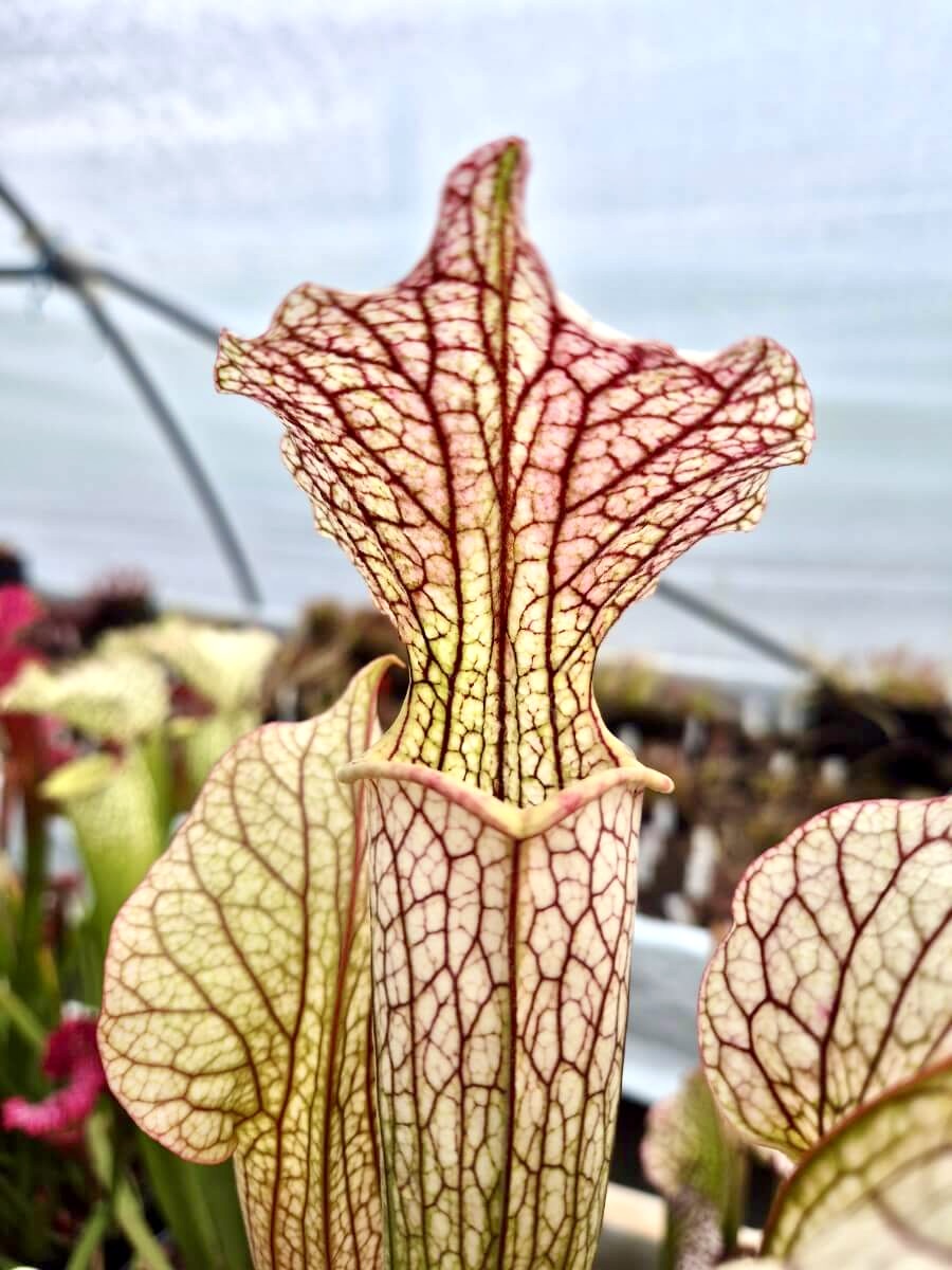 Sarracenia "Vanilla Opal" CDS29 tapis rosâtre à l'intérieur du piège