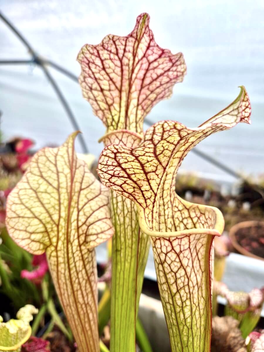 Sarracenia "Vanilla Opal" CDS29 à la pépinière Carnivore de Sologne