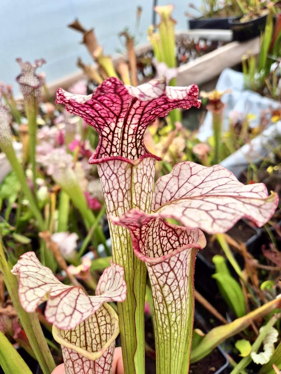 Sarracenia "Vanilla Opal" CDS29 urne blanche crème
