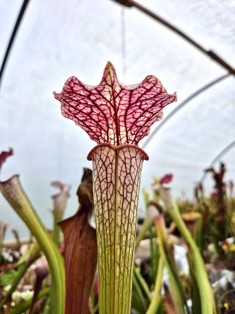 Sarracenia "Vanilla Opal" CDS29 en culture