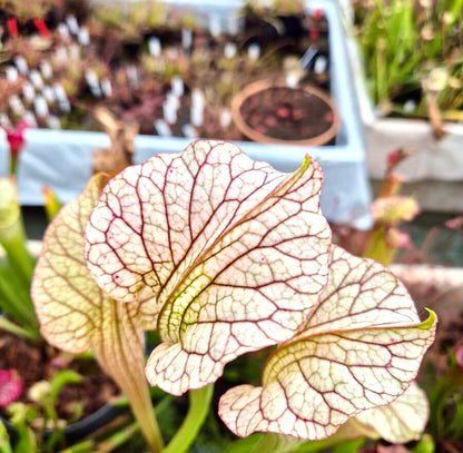Sarracenia "Vanilla Opal" CDS29 dans son pot