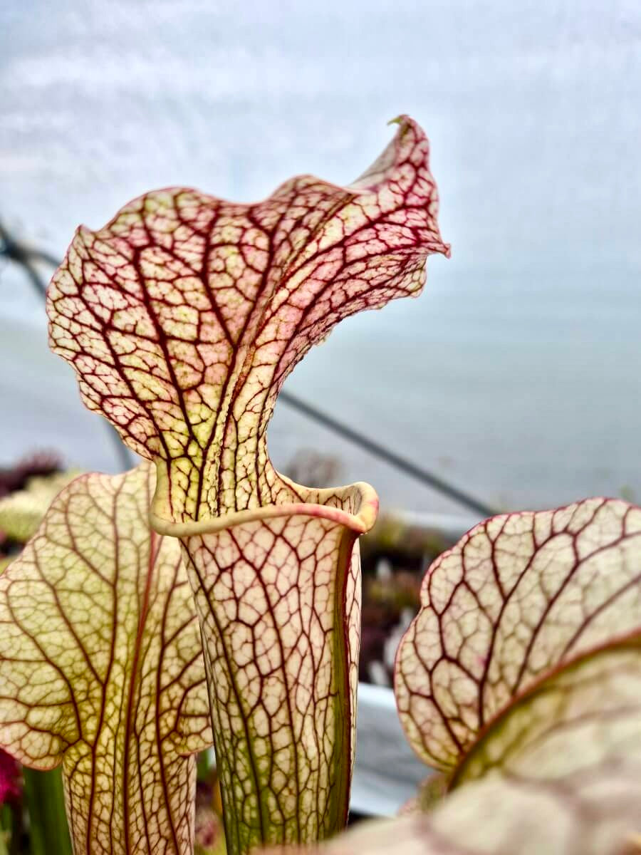 Sarracenia "Vanilla Opal" CDS29 avec ses belles couleurs à la serre