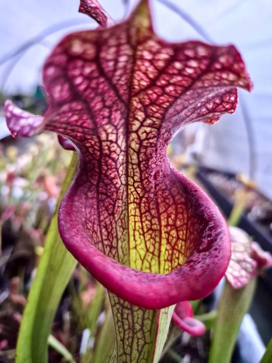 Sarracenia "Querehsha" CDS111