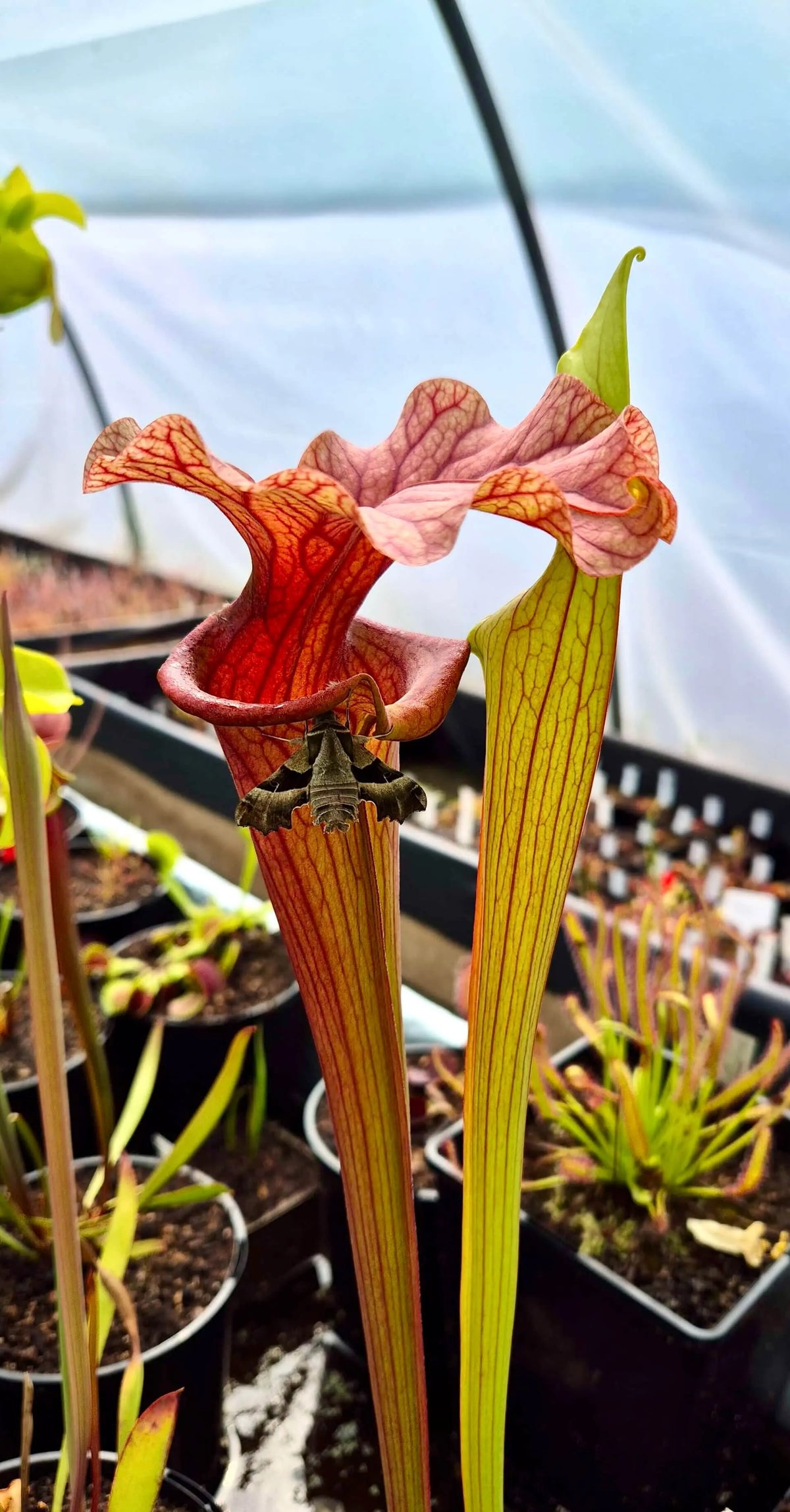 Sarracenia 'Reptilian Rose' dans son pot