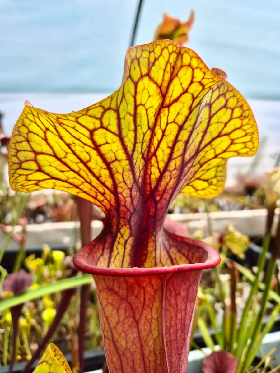 Sarracenia "Serengeti Sunset" urnes couleurs chaudes