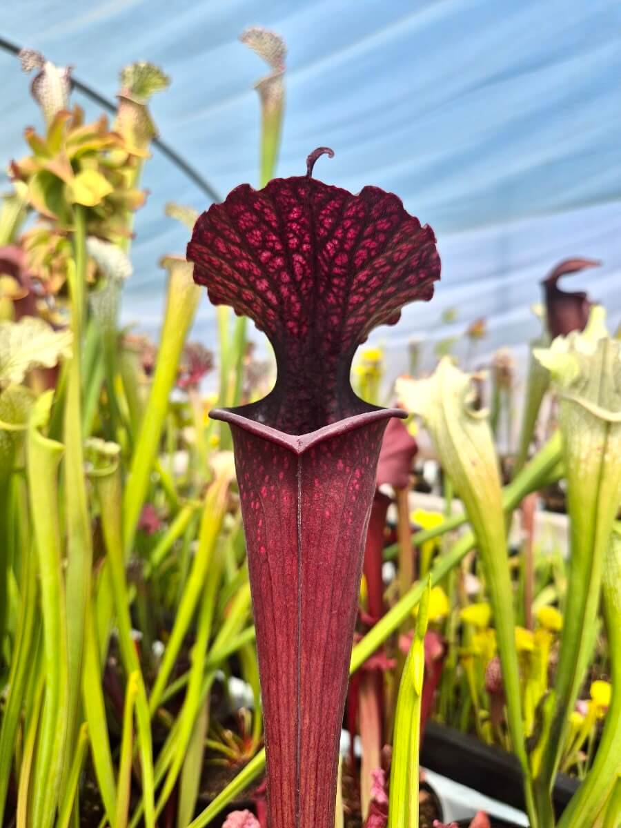 Sarracenia Vintner's Treasure, détail des veines pourpres de l'urne