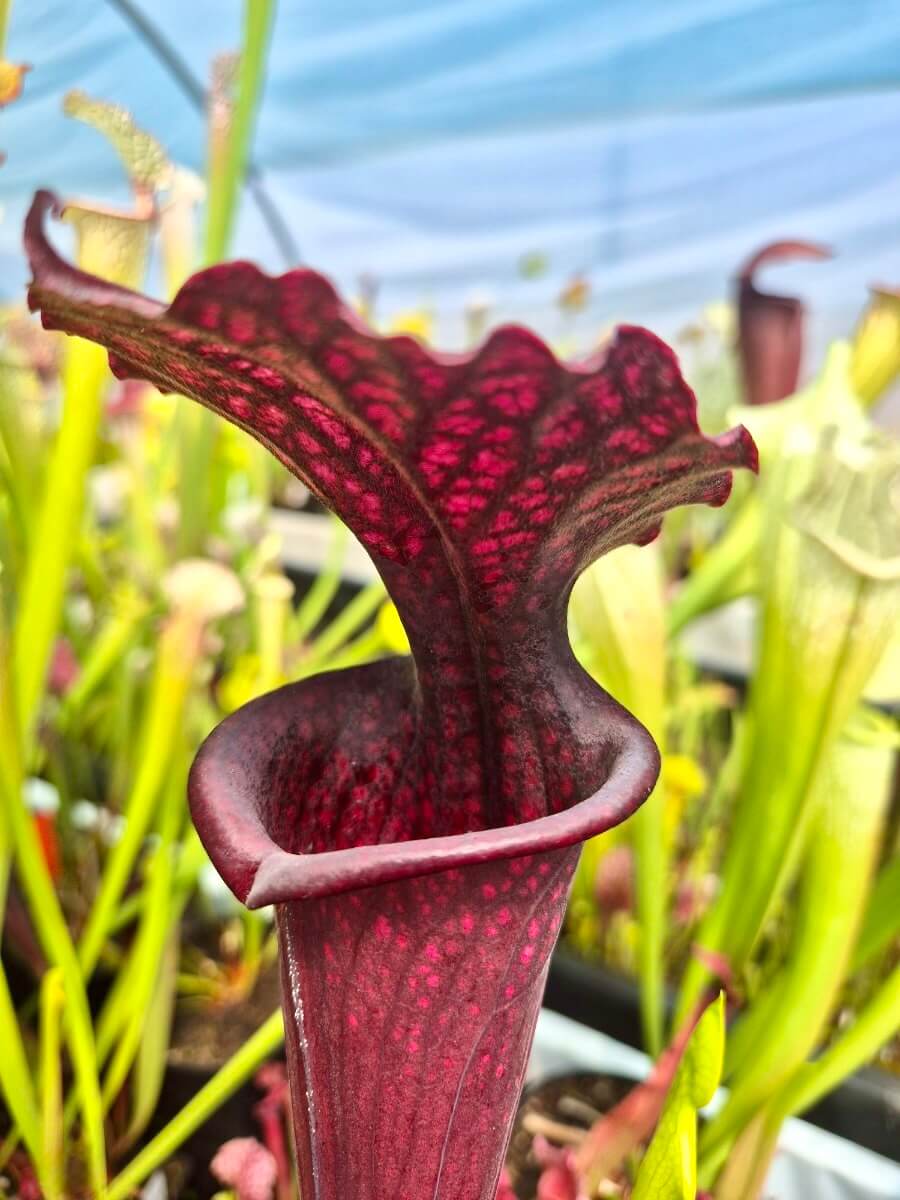 Sarracenia Vintner's Treasure cultivé en pot, plante carnivore en Sologne
