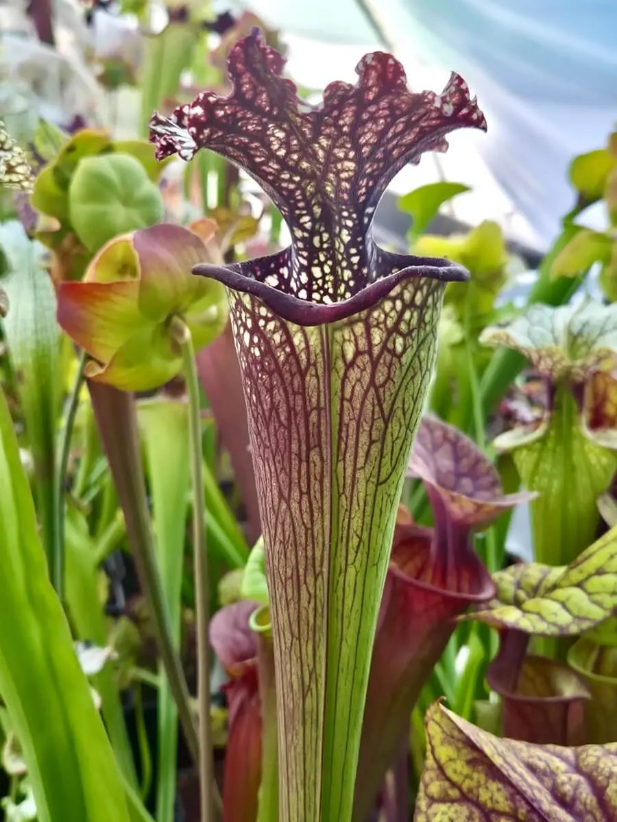 Sarracenia "Milton" CDS14 dans son pot