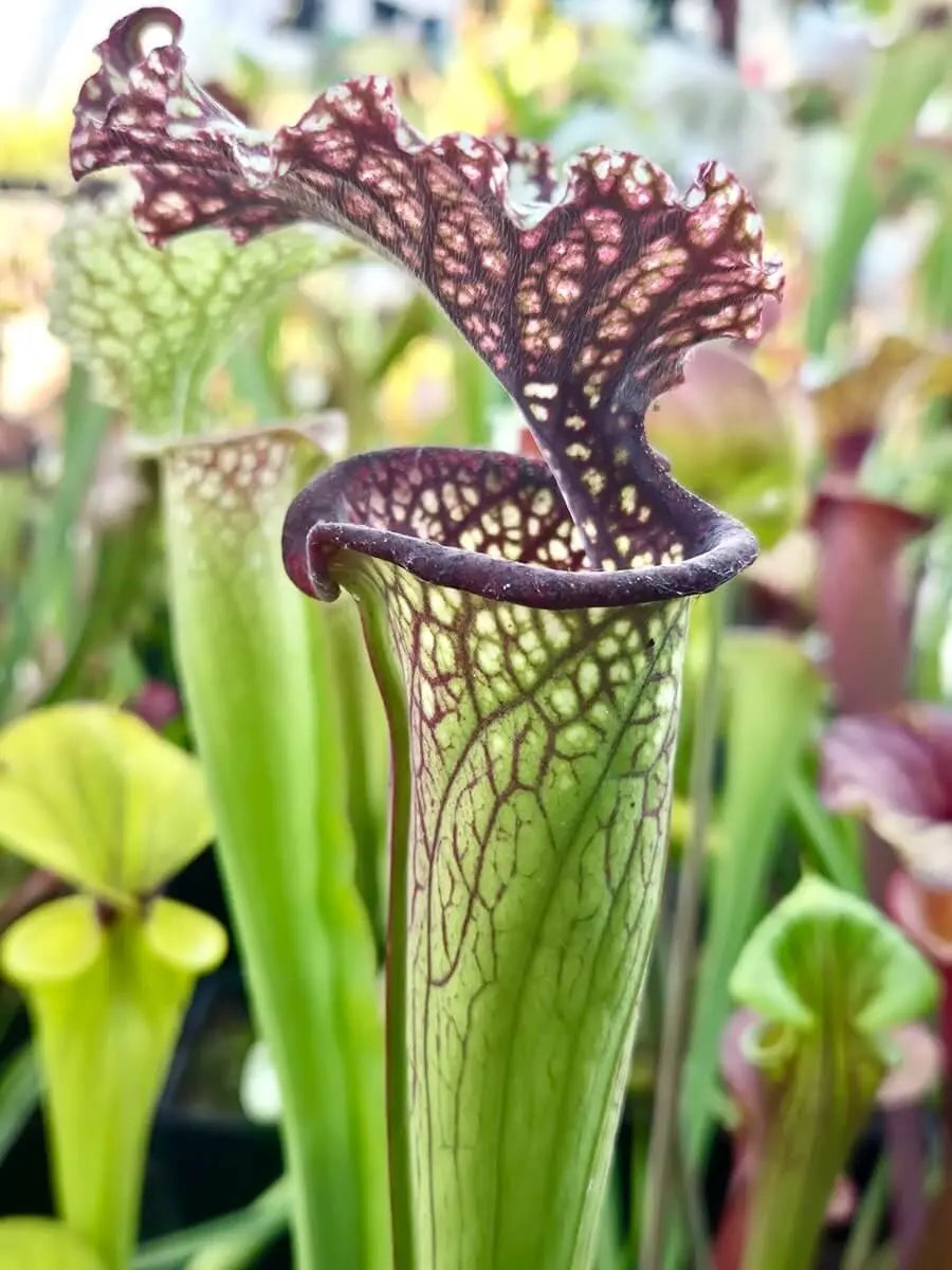 Sarracenia "Milton" CDS14 urnes