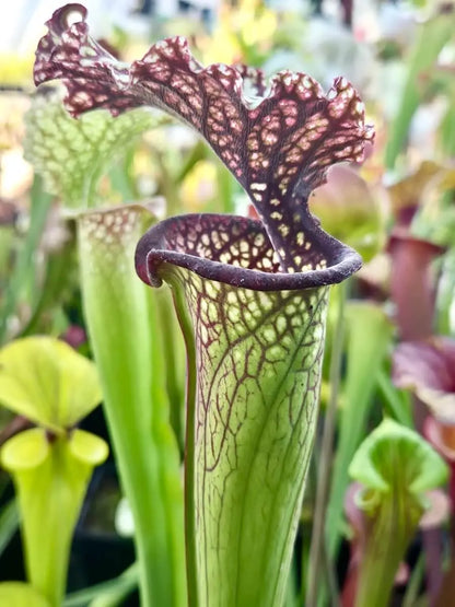 Sarracenia "Milton" CDS14 urnes