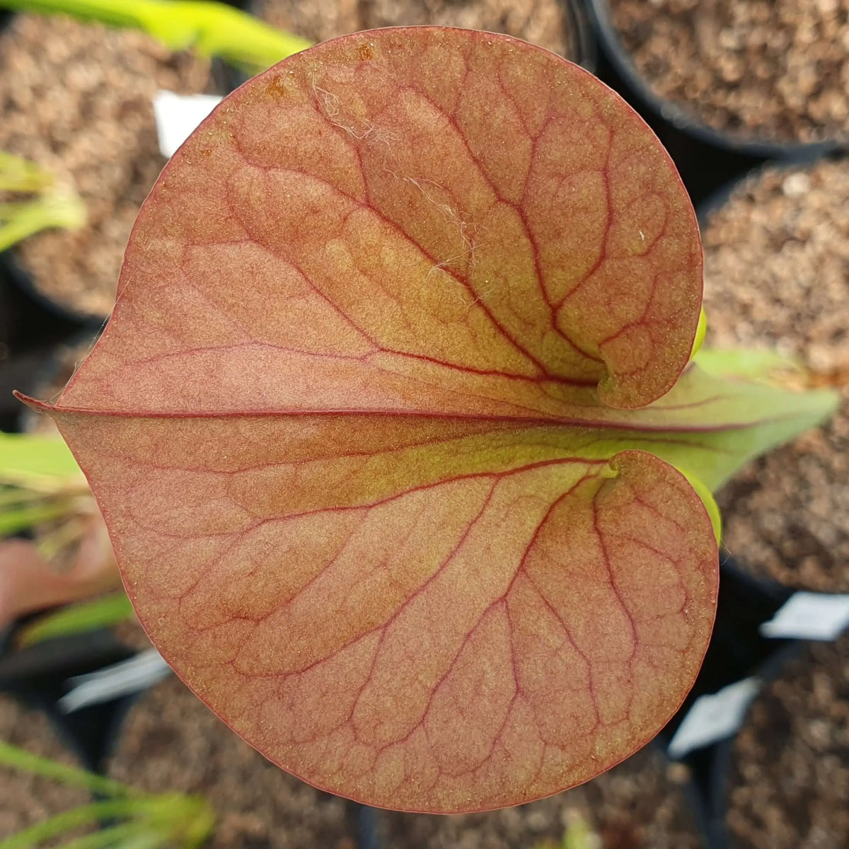 Sarracenia flava var. cuprea Old Dock dans son pot