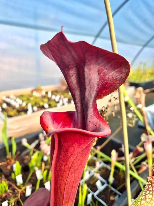 Sarracenia flava var. atropurpurea All Red Form urne entièrement rouge