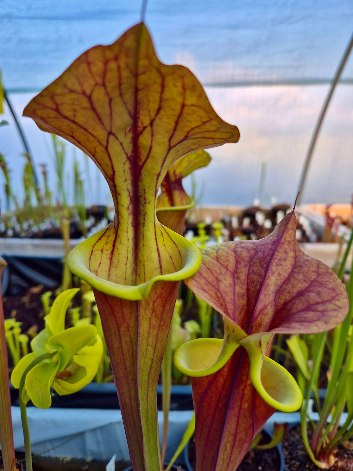Sarracenia flava var. atropurpurea 'Waccamaw' dans son pot