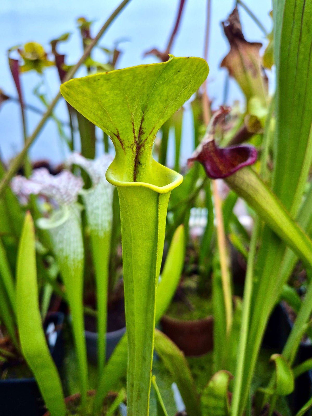Sarracenia flava var. flava Dorchester County, South Carolina avec son urne verte 
