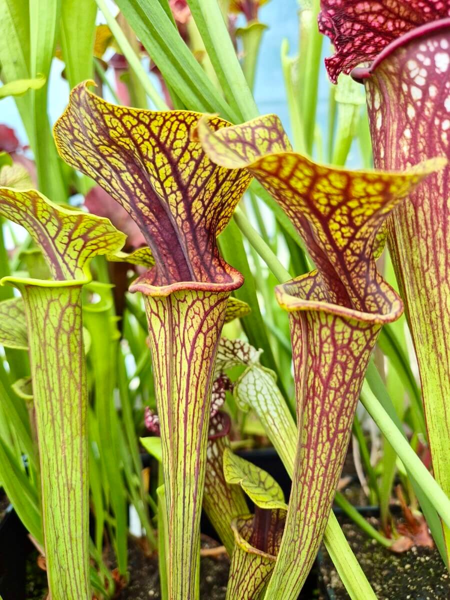 Sarracenia flava var. ornata Super Ornata, urne finement veinée, Sarracenia rare
