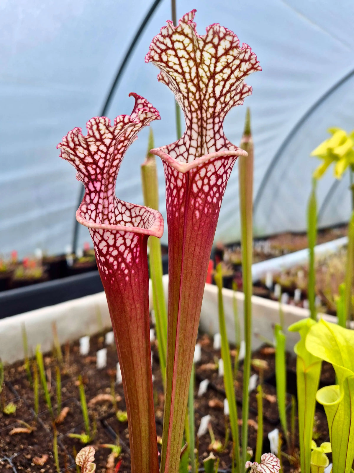Sarracenia leucophylla "Bubble Gum" CDS69 à la pépinière Carnivore de Sologne