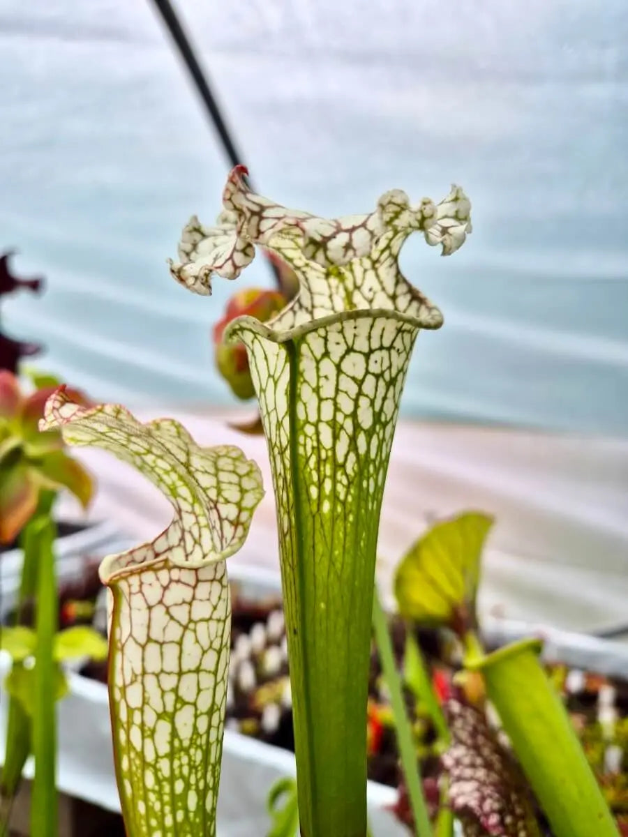 Sarracenia leucophylla Live Oak Creek urnes