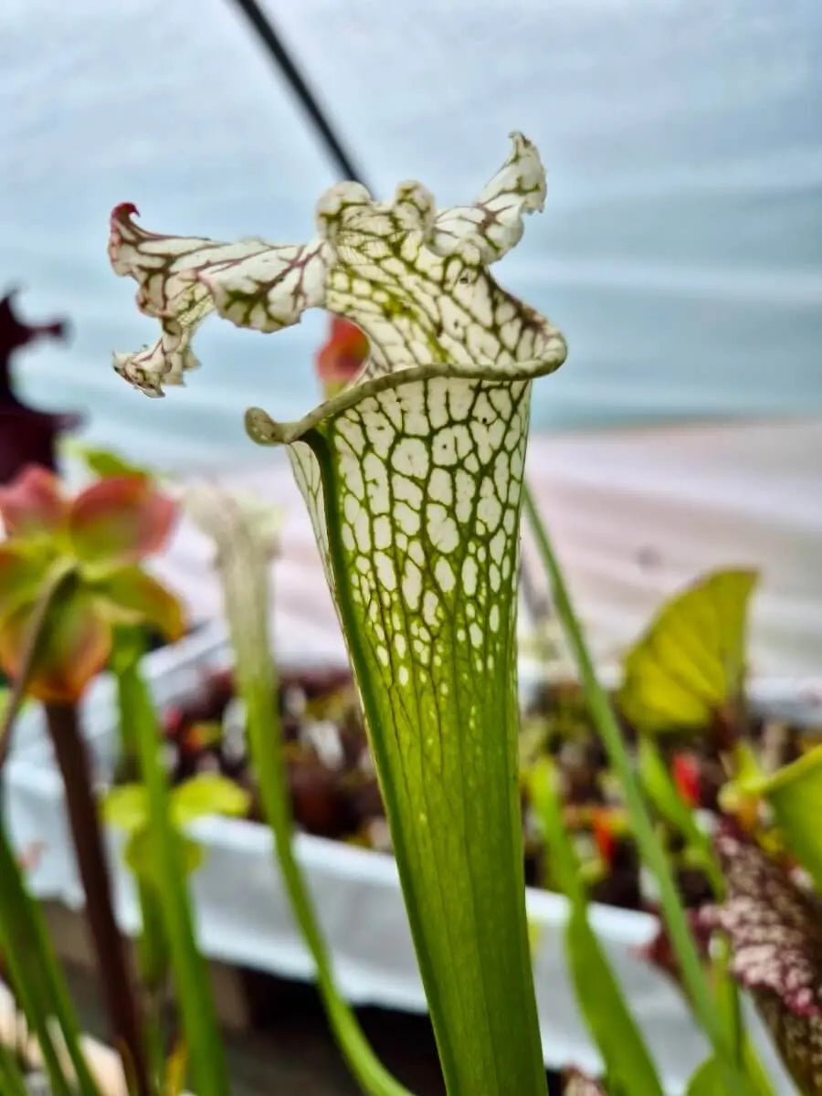 Sarracenia leucophylla Live Oak Creek à la pépinière Carnivore de Sologne