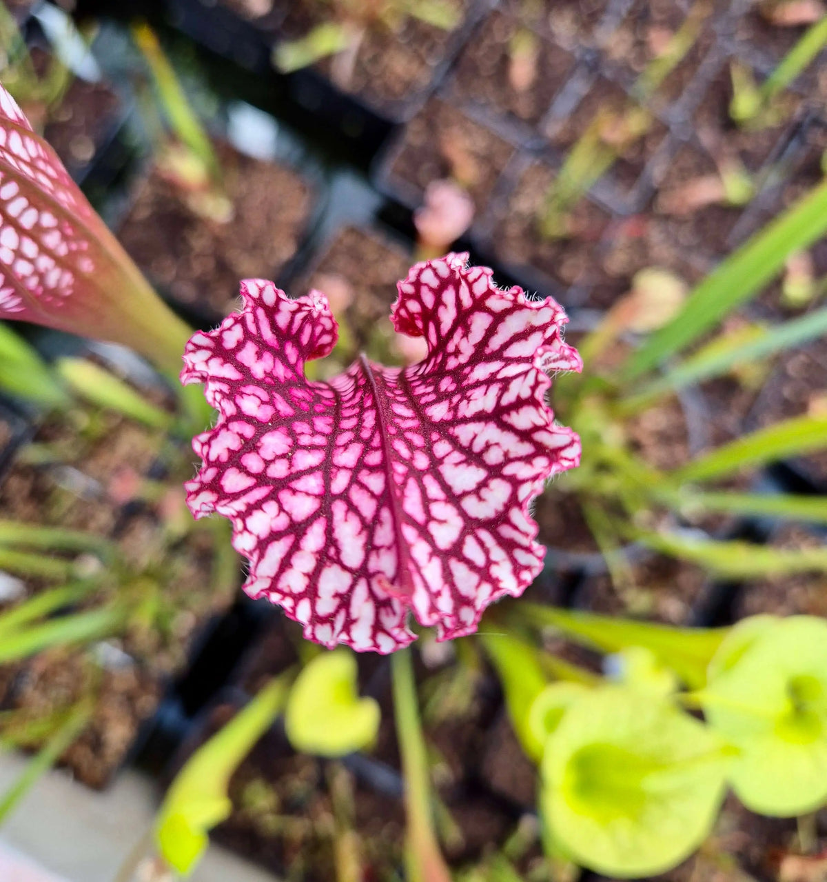 Sarracenia leucophylla "Bubble Gum" CDS69 dans son pot